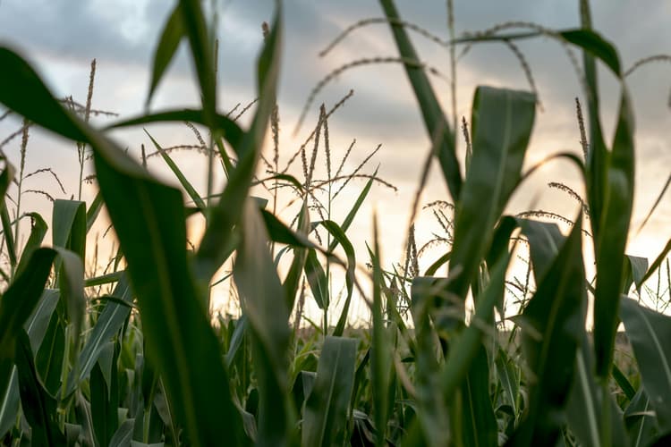 Cum recunoști alimentele bio certificate în România