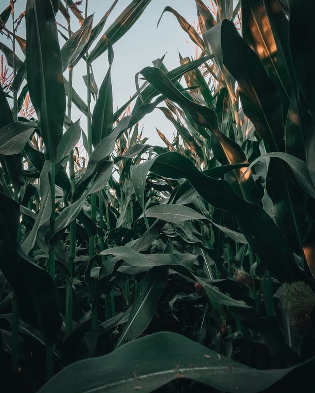 Top 7 rețete eco cu legume românești de sezon