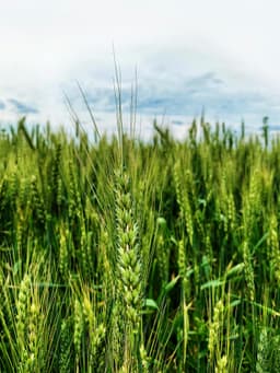 Ce înseamnă certificarea eco pentru alimente în România