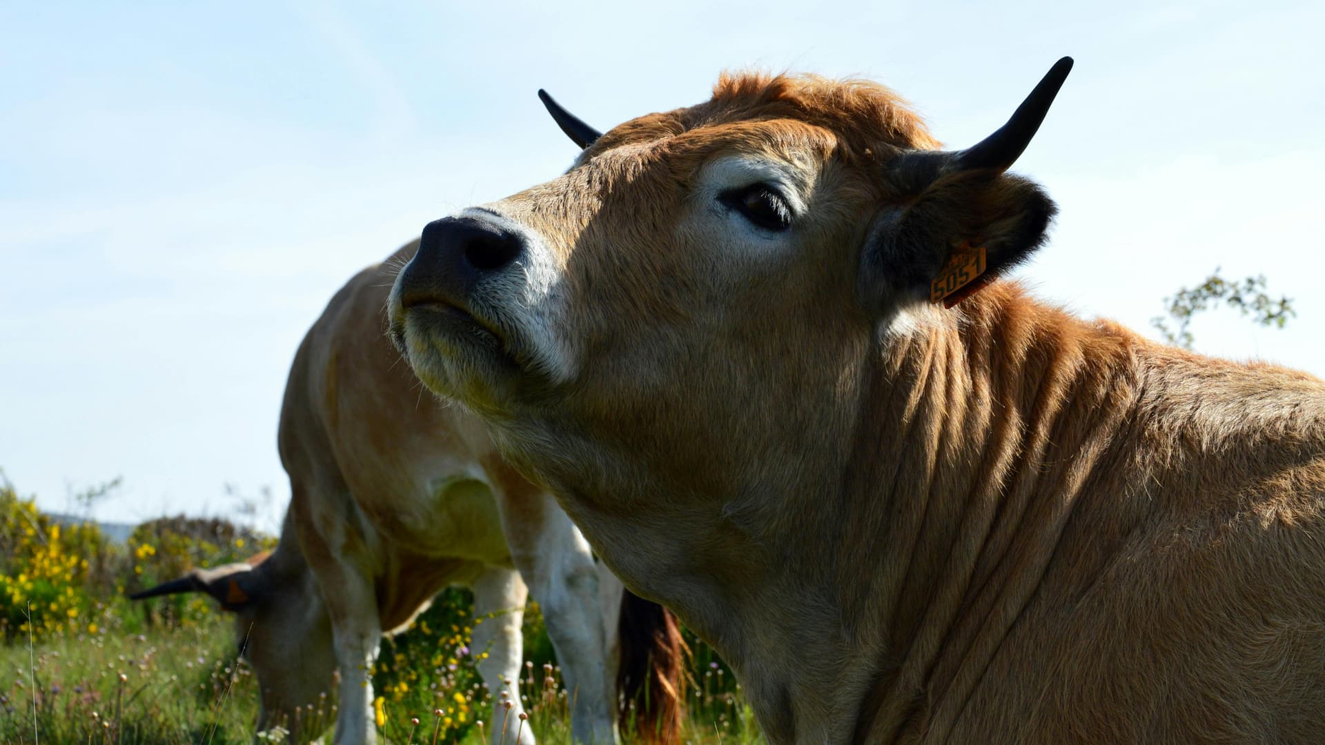 Cele mai bune lactate eco produse în România