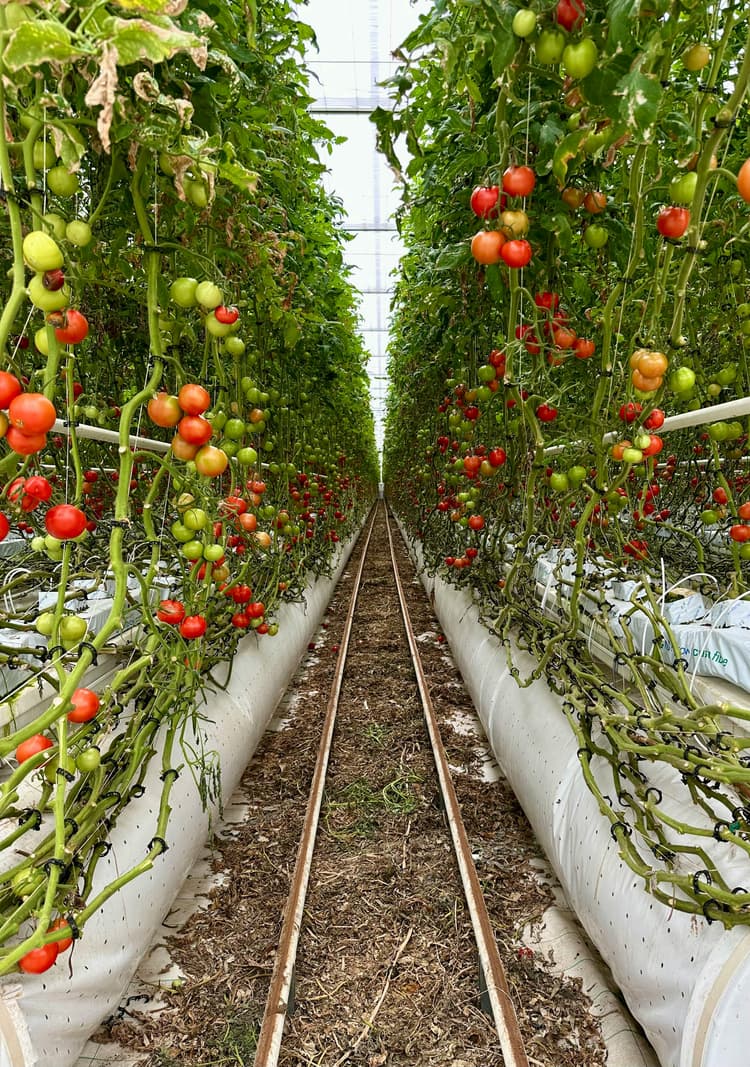 Cum să crești roșii bio pe balcon